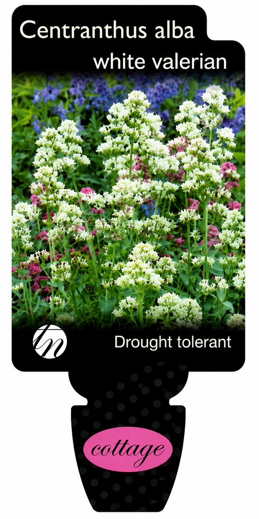 Centranthus alba