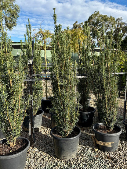 Cephalotaxus harringtonia Fastigiata