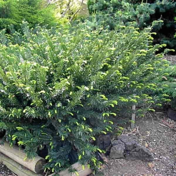 Cephalotaxus harrongtonia Gnome
