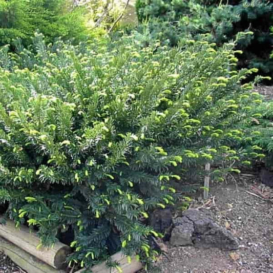 Cephalotaxus harrongtonia Gnome