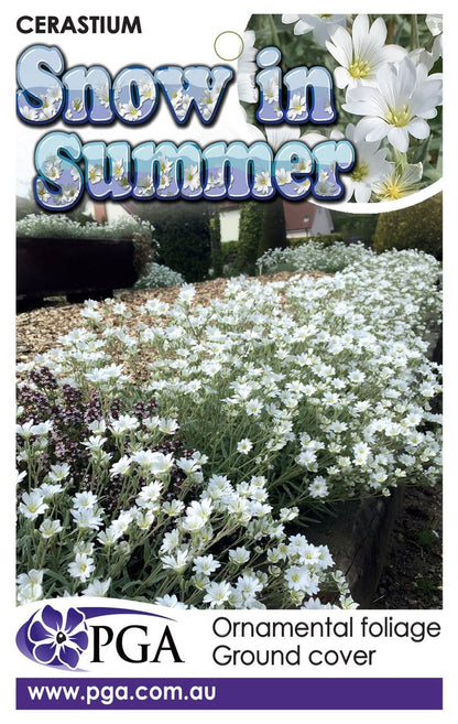 Cerastium ‘Snow in Summer’
