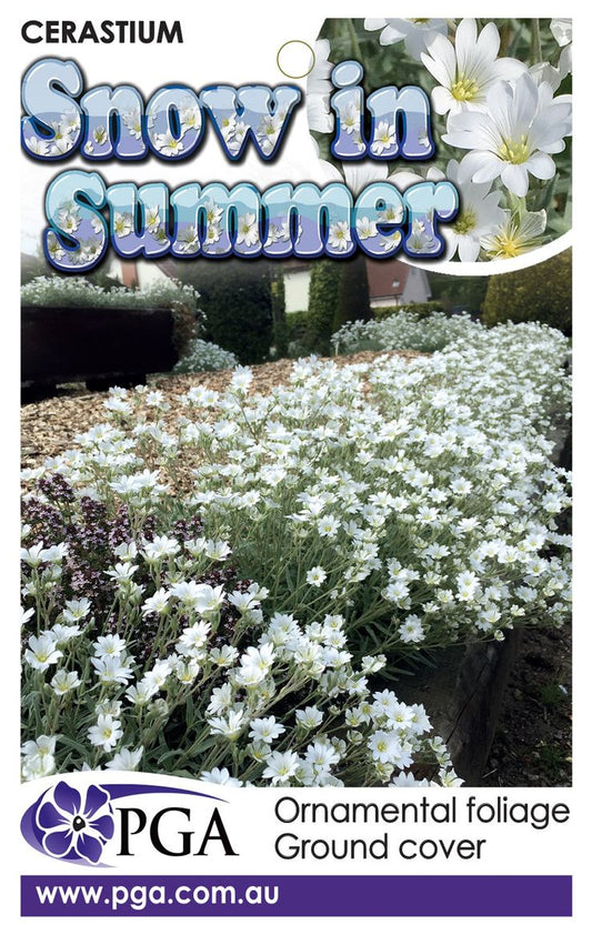 Cerastium ‘Snow in Summer’