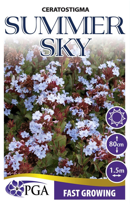 Ceratostigma ‘Summer Sky’