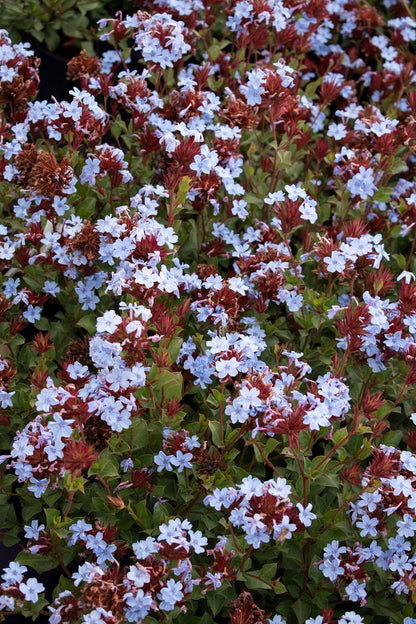 Ceratostigma ‘Summer Sky’