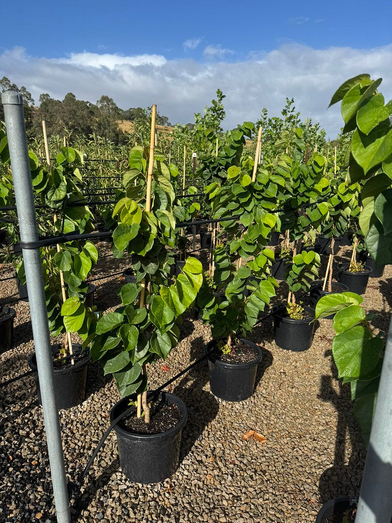the plant broker