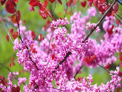 Cercis canadensis Little Woody
