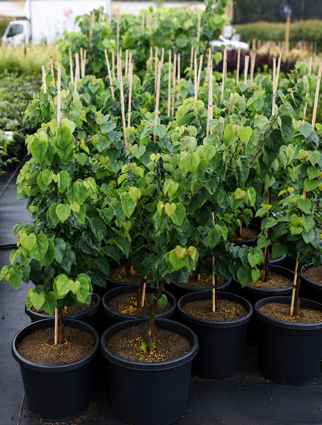 the plant broker