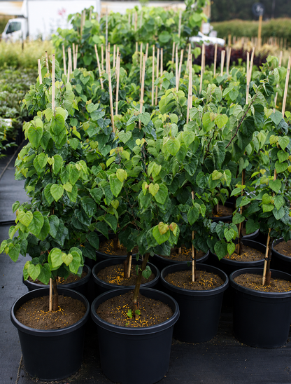 Cercis canadensis Little Woody