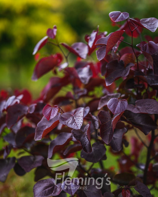 Cercis canadensis Merlot