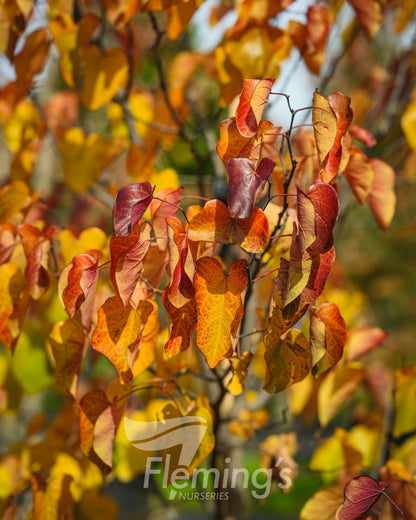 Cercis canadensis Merlot