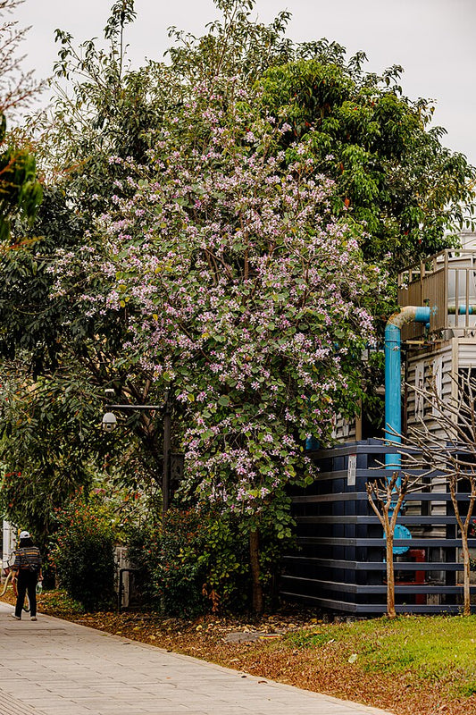 Cercis chinensis
