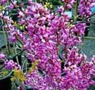 Cercis chinensis 'Avondale'