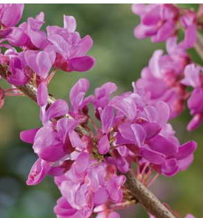 Cercis chinensis 'Faerie Queen'
