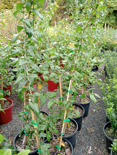 the plant broker