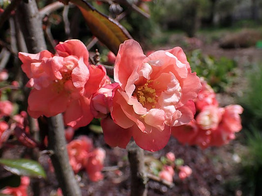 Chaenomeles speciosa Falconnet Charlet