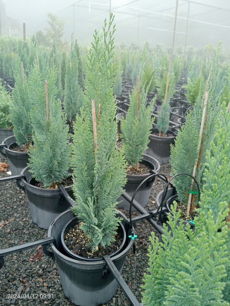 Chamaecyparis lawsoniana Allumii