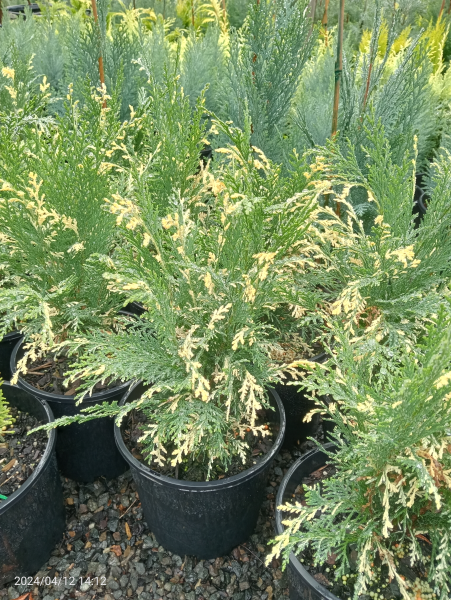 Chamaecyparis lawsoniana Armstrongii