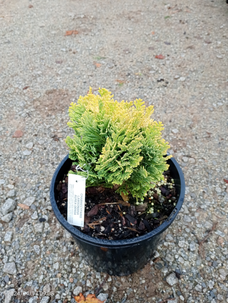 Chamaecyparis lawsoniana Aurea Densa