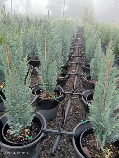 Chamaecyparis lawsoniana Blom