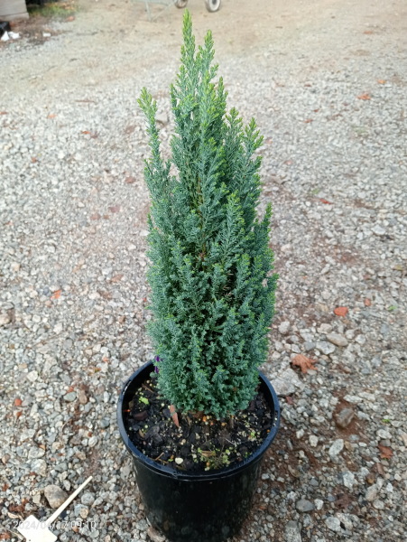 Chamaecyparis lawsoniana Ellwoods Pillar