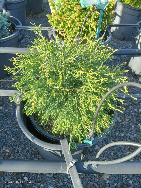 Chamaecyparis lawsoniana Filiformis Compacta