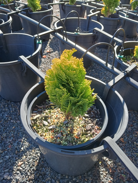 Chamaecyparis lawsoniana Lutea Nana
