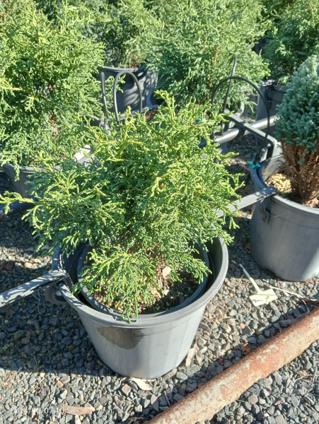 Chamaecyparis lawsoniana Lycopodioides