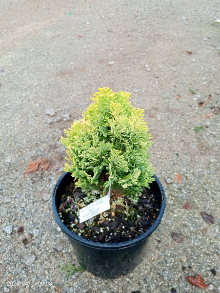 Chamaecyparis lawsoniana Minima Aurea