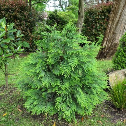 Chamaecyparis lawsoniana Nidiformis