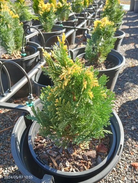 Chamaecyparis lawsoniana Pygmaea Argentea