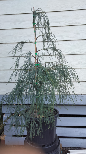 Chamaecyparis lawsoniana Sherbrooke Falls