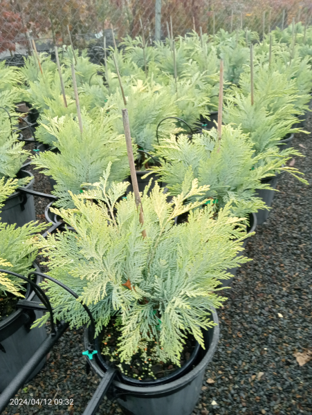 Chamaecyparis lawsoniana Snow Queen