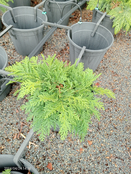 Chamaecyparis lawsoniana Tabuliformis