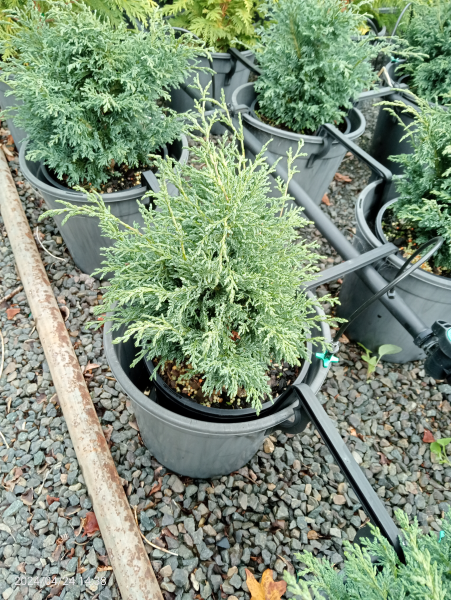 Chamaecyparis lawsoniana Tharandtensis Caesia