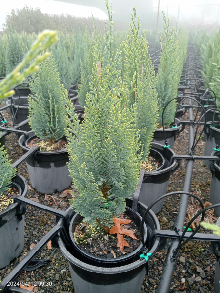 Chamaecyparis lawsoniana White Spot