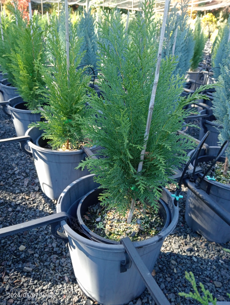 Chamaecyparis lawsoniana Williamsii