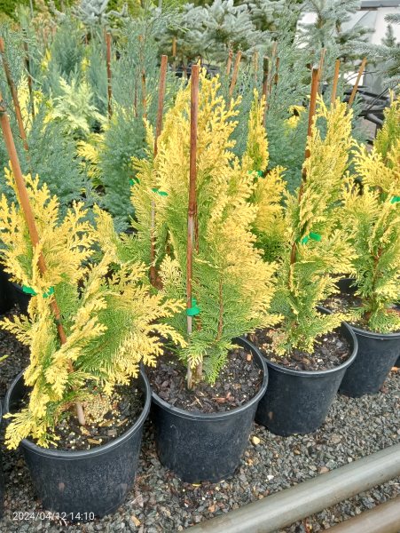Chamaecyparis lawsoniana Winston Churchill