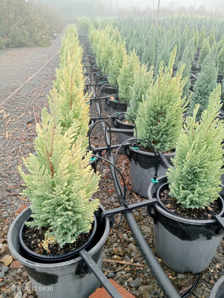Chamaecyparis lawsoniana Yellow transparent