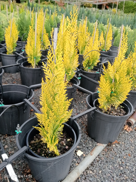 Chamaecyparis lawsoniana Yvonne