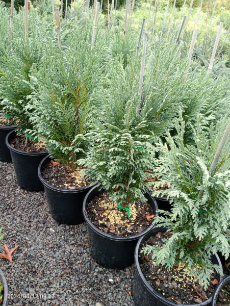 Chamaecyparis nootkatensis Glauca Compacta