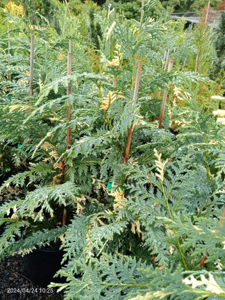 Chamaecyparis nootkatensis Variegata
