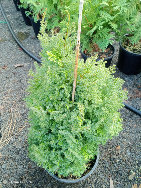 Chamaecyparis obtusa Chabo-yadori