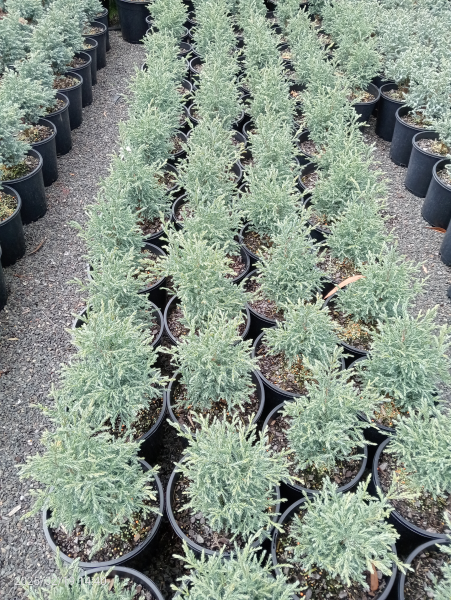 Chamaecyparis pisifera Baby Blue
