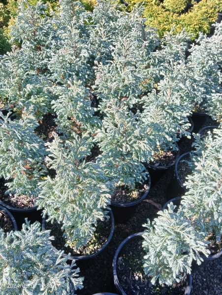 Chamaecyparis pisifera Boulevard