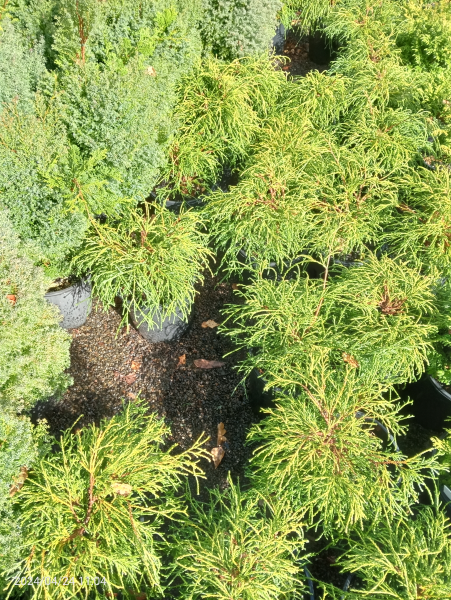 Chamaecyparis pisifera Filifera Nana