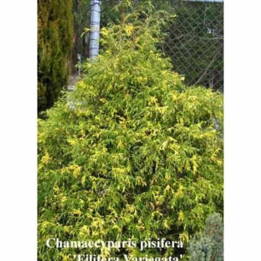 Chamaecyparis pisifera Filifera Variegata
