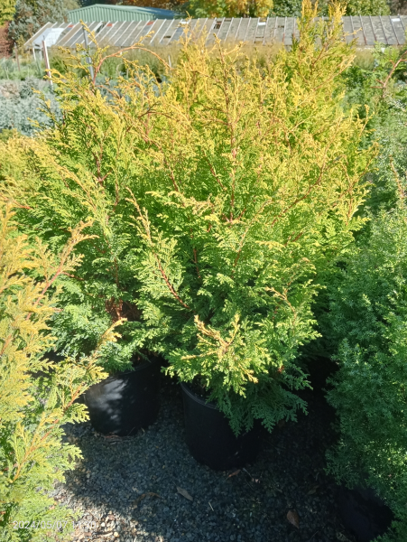 Chamaecyparis pisifera Plumosa Aurea Nana