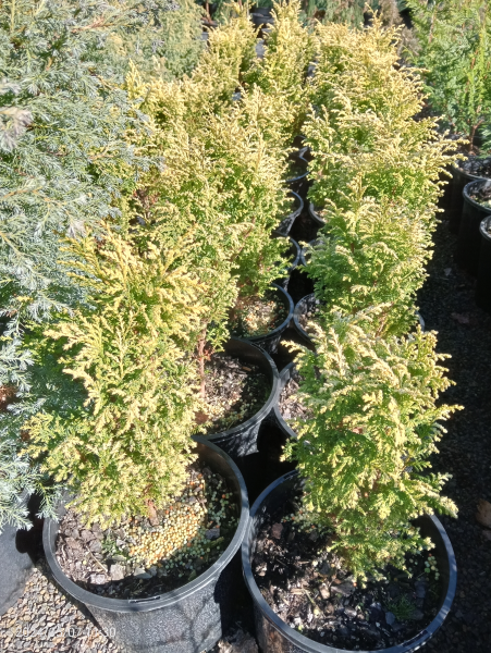 Chamaecyparis pisifera Plumosa Aurescens