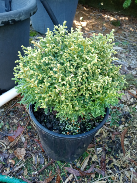 Chamaecyparis pisifera Plumosa Compressa