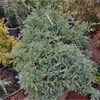 Chamaecyparis pisifera Squarrosa